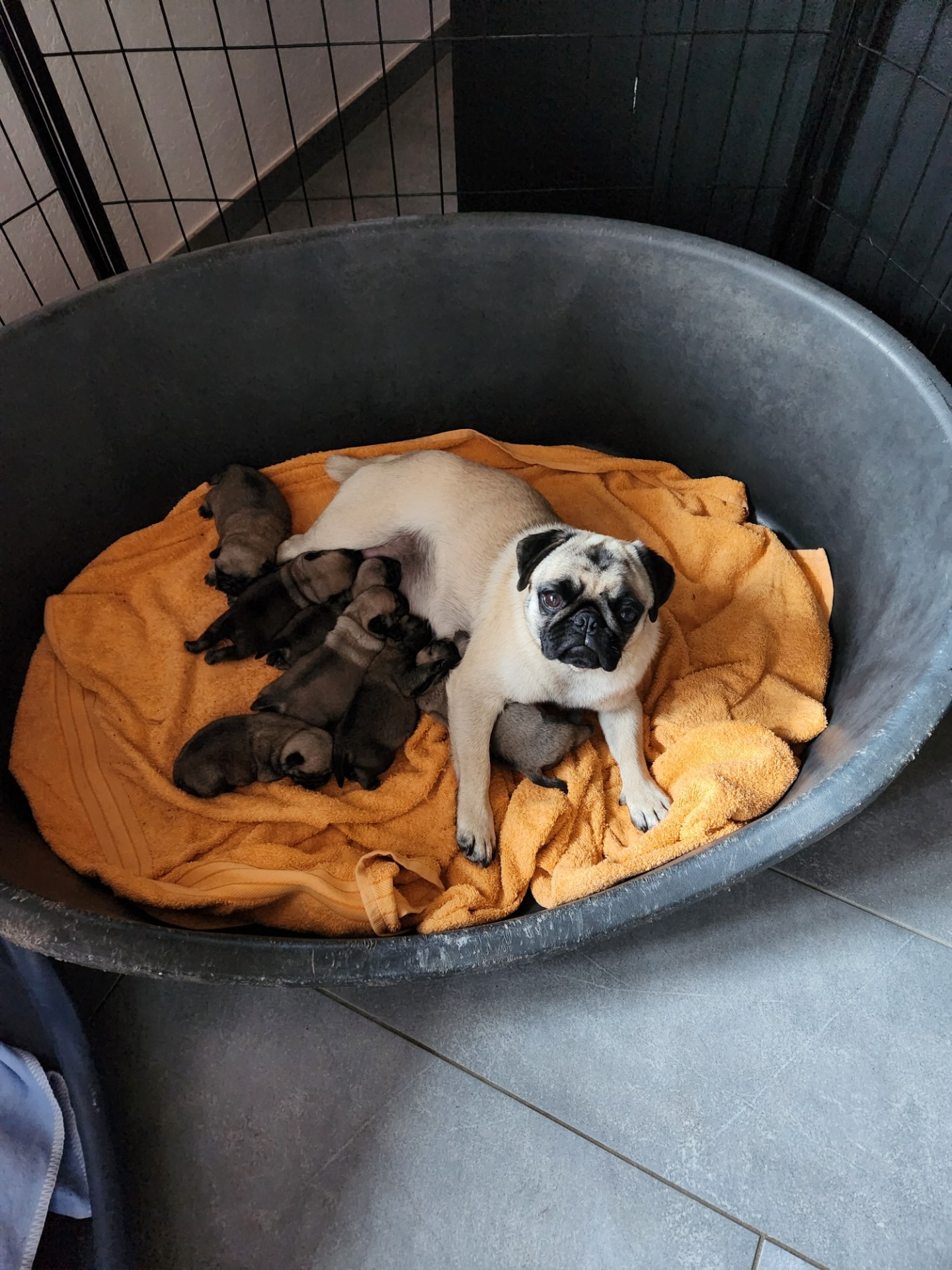 Visite des chiots dès la 4ème sem. de vie